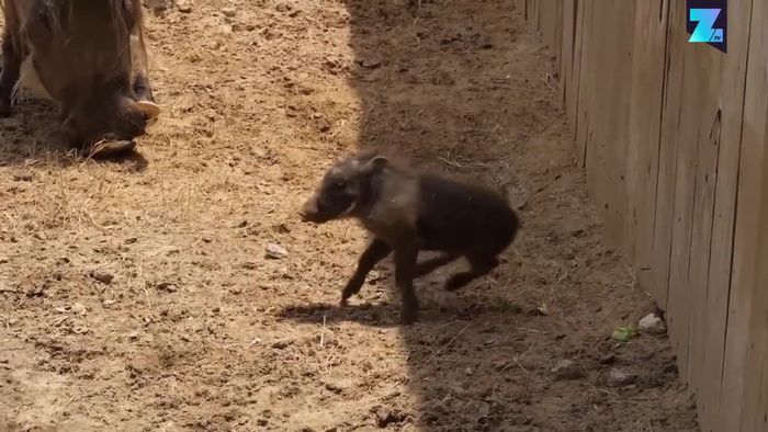 Riesen-Schlammbad: Baby-Warzenschwein in seinem Element