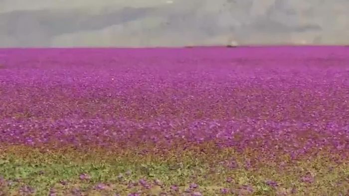 Fantastisches Blumenmeer in der Wüste