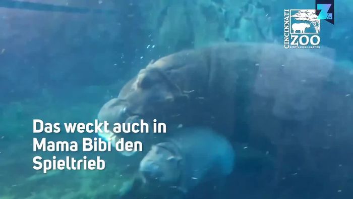 Fiona im Pool: Flusspferd macht seinem Namen alle Ehre