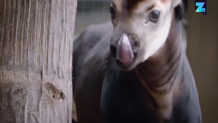 Seltener Nachwuchs: Okapi-Kalb im Zoo von San Diego