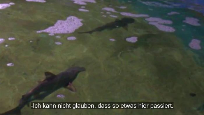 Tierquäler züchtet Haie im Keller