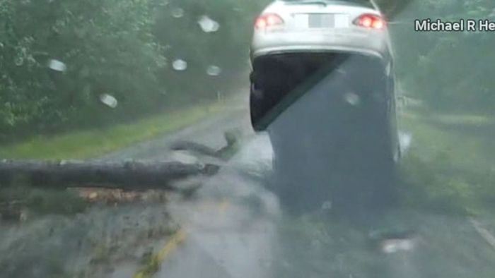 Baum stürzt um Haaresbreite auf fahrendes Auto