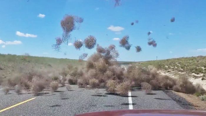 Auto von Wüstenball-Teufel überrollt
