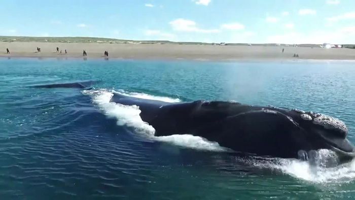 Hunderte Wale tummeln sich vor Argentiniens Küste