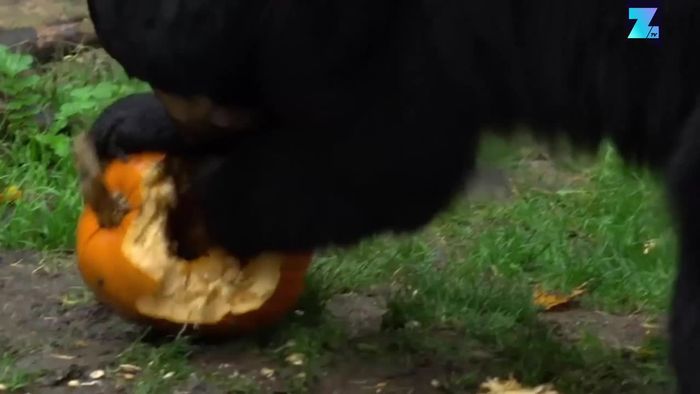 Kürbisse im Gehege: Herbstmahl im Oregon Zoo