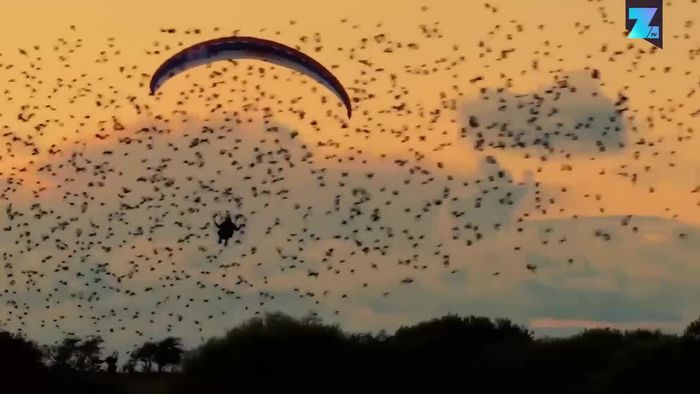 Starenflug: Paraglider macht unglaubliches Erlebnis