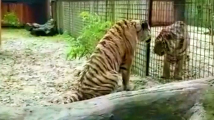 Tiger welcome - Großkatzen aus Syrien finden Zuflucht