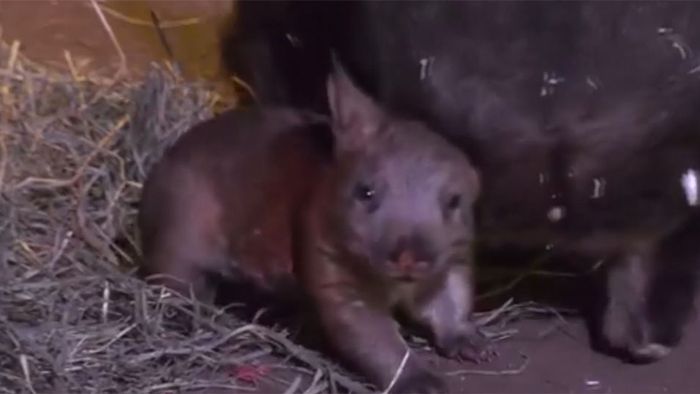 Mini-Wombat Joey ist ein Zoo-Star