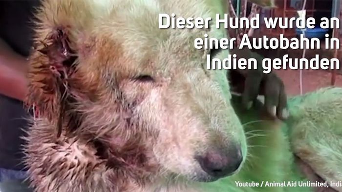 Herzerwärmend: Verwahrloster Hund bekommt neuen Lebensmut