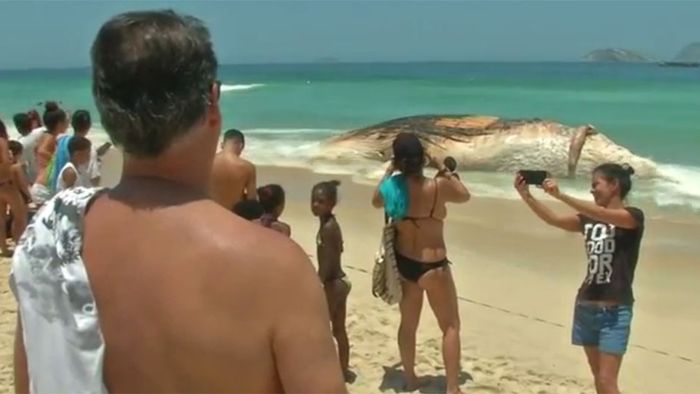 Erschreckender Anblick: Toter Wal am Strand von Rio