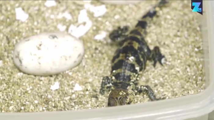 Süßer Reptiliennachwuchs: Krokodilbabys geschlüpft