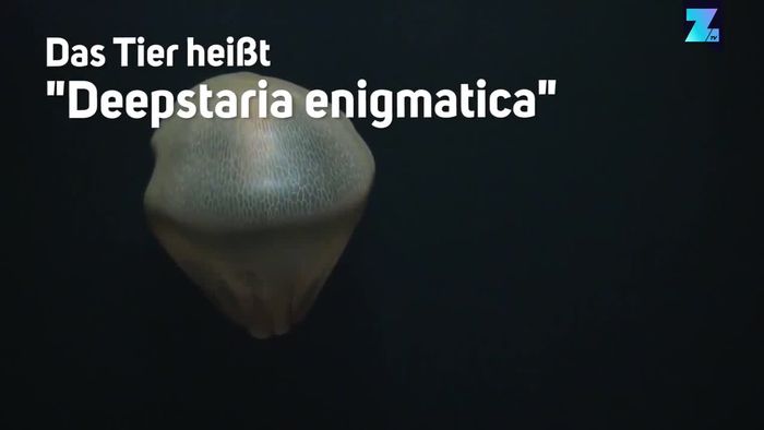 Rätselhafte Aufnahmen: Gruselige Unterwasser-Kreaturen