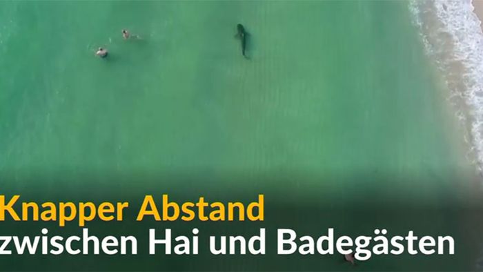 Hai-Alarm in Miami! Kommt es zum Angriff? Hai-Alarm in Miami! Kommt es zum Angriff?