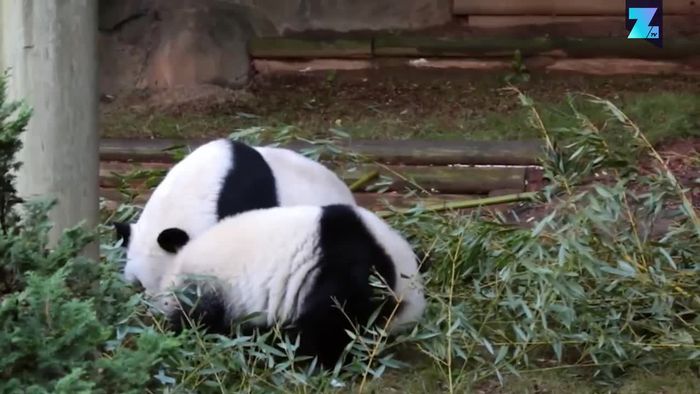 Putzige Pandas: Ya Lun und Xi Lun auf Keksjagd