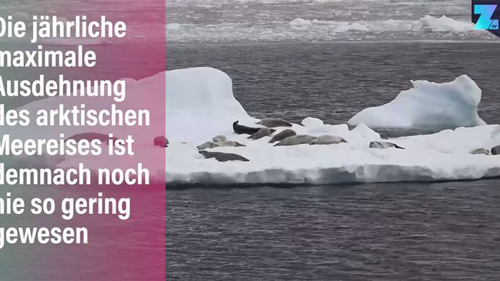 Neue Normalität: Arktik-Eis schmilzt - Leben entsteht