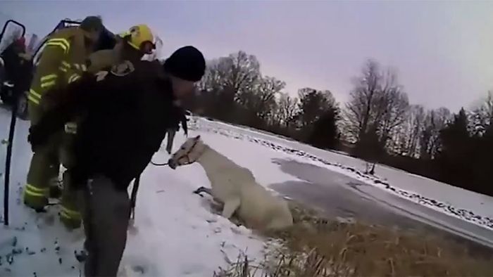 Pferd im Eis eingebrochen: Rettung in letzter Sekunde