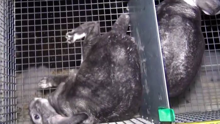 Kaninchen-Qual: Ekelhafte Pelzproduktion in Frankreich