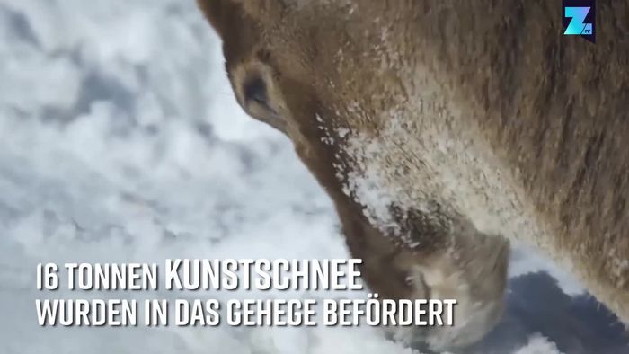 Bei 20 Grad: Hirsche toben in Schnee-Wüste
