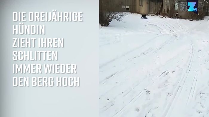 Spaß im Schnee: Diese Hundedame liebt ihren Schlitten