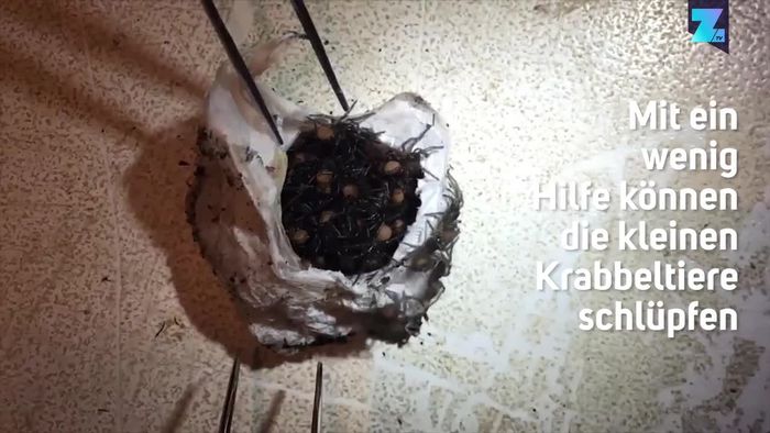 Tödliche Babys: Die Geburt von Trichternetzspinnen
