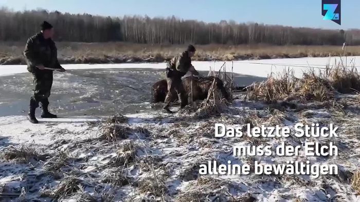 Todeskampf: Elch im Eis eingebrochen