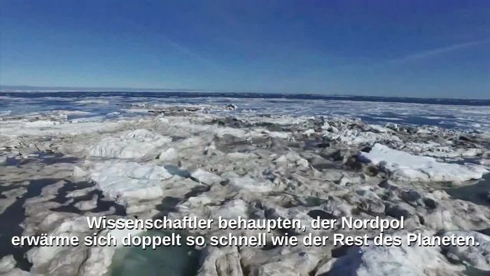 Erwärmung am Nordpol: Das langsame Sterben der Eisbären