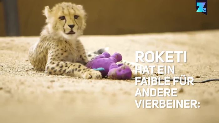 Roketi: Baby-Gepard rast raketenmäßig durch den Zoo