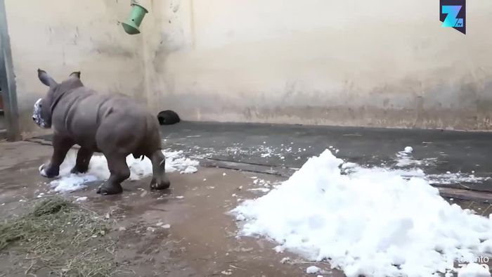 A, B, C, das Baby-Nashorn spielt im Schnee