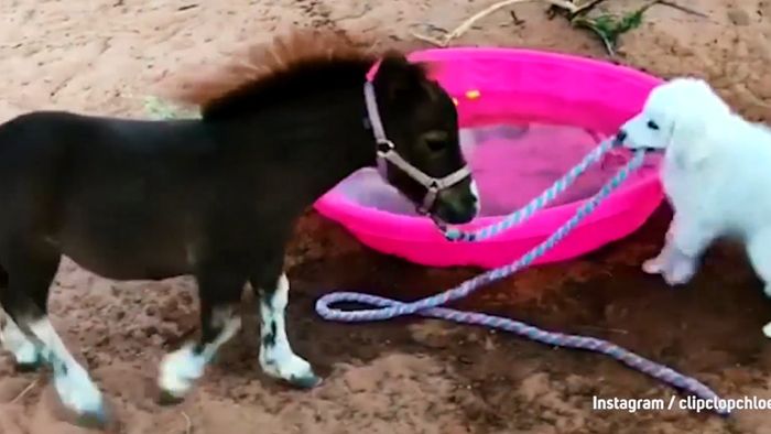 Tierisches Tauziehen: Pony Chloe gegen Welpe Caliber