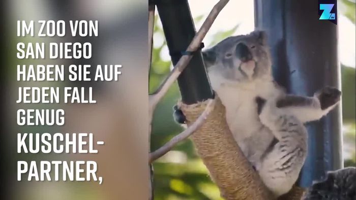 Knuddelalarm: Kuschelige Koalas im San Diego Zoo