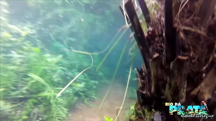 Im brasilianischen Urwald: Wanderweg wird zu Unterwasserparadies