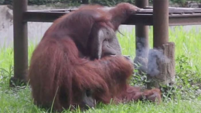 Rauchender Orang-Utan: Video sorgt für Empörung