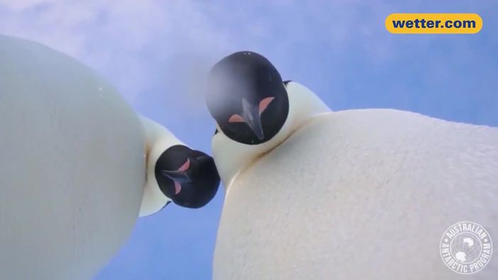 So geht Selfie: Pinguine posieren vor laufender Kamera