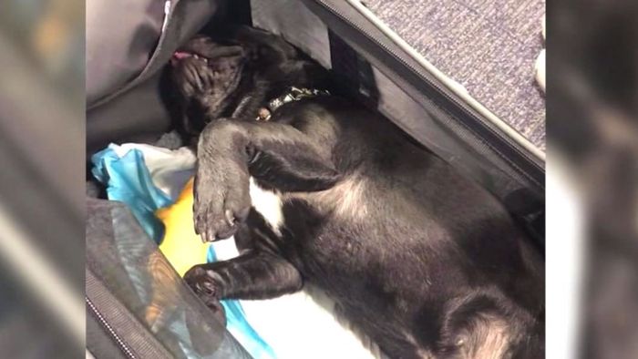 Hund muss in Flugzeug in Gepäckablage und stirbt