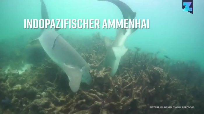 Raubtiere des Meeres: Sind Haie wirklich so gefährlich?