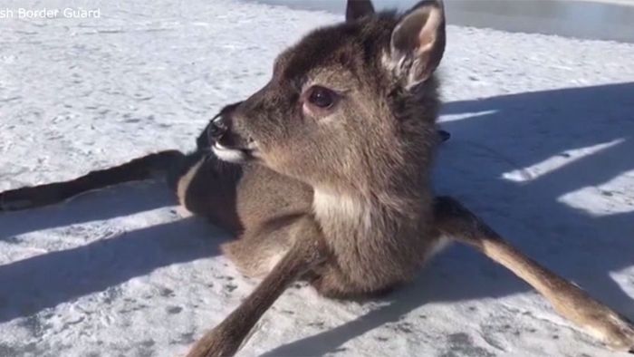 Bambi in Not: Rehkitz von Eis gerettet