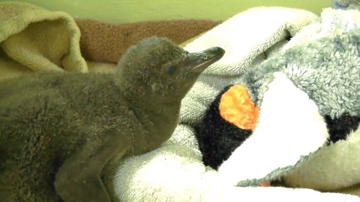 Kleiner Pinguin hat Riesenhunger!