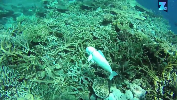 Technische Eleganz: Roboter-Fisch erkundet die Ozeane