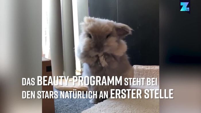 Fell-Explosion: Diesen Hasen stehen die Haare zu Berge