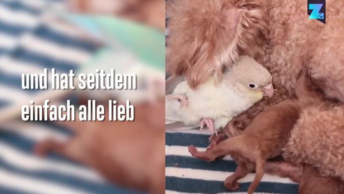 Süße Zuwendung: Hunde-Mama adoptiert Vogel
