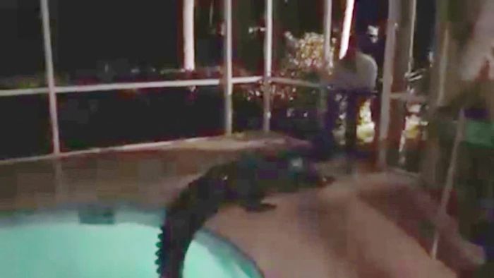 Über 3 Meter lang: Alligator verirrt sich in Pool