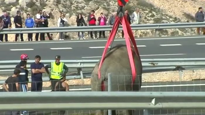 Elefant stirbt bei Verkehrsunfall in Spanien Elefant stirbt bei Verkehrsunfall in Spanien
