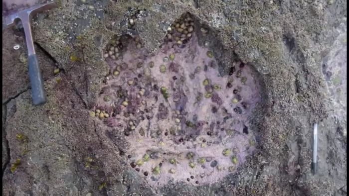 170 Millionen Jahre alt: Riesige Dino-Fußabdrücke entdeckt 170 Millionen Jahre alt: Riesige Dino-Fußabdrücke entdeckt