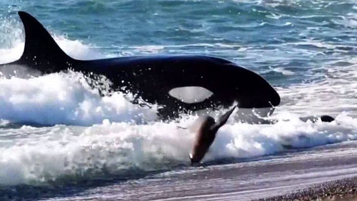 Orcas machen Jagd auf junge Seelöwen