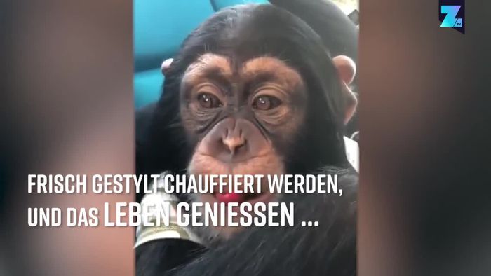 Affenstark: Süßer Shimpanse verzückt das Netz