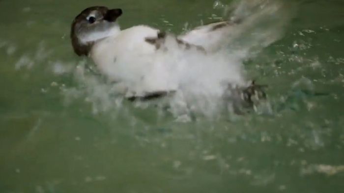 Kleiner Pinguin lernt das Schwimmen