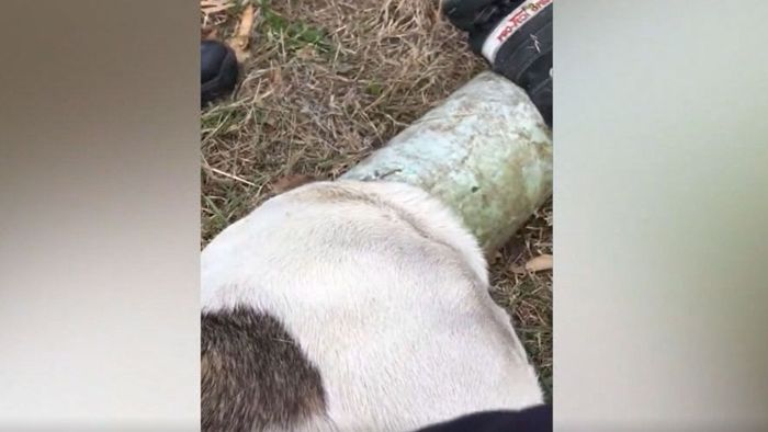 In der Klemme: Hund aus Abflussrohr gerettet