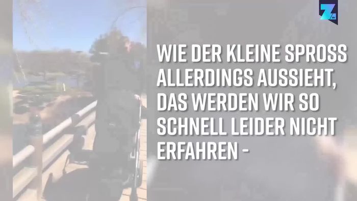 Bastian Schweinsteiger: Papa-Sohn-Video aufgetaucht