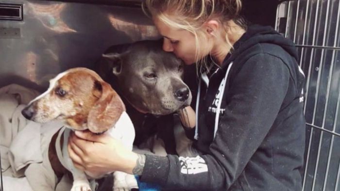 Tierische Freundschaft: Blinder Dackel und Pitbull wiedervereint