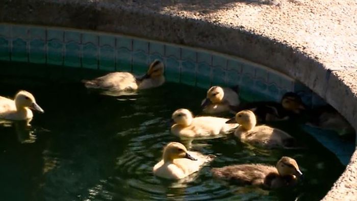 Tierische Invasion: Enten-Familie nistet sich in Garten ein